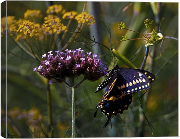 Butterfly Jungle Canvas Print by Chris Lord