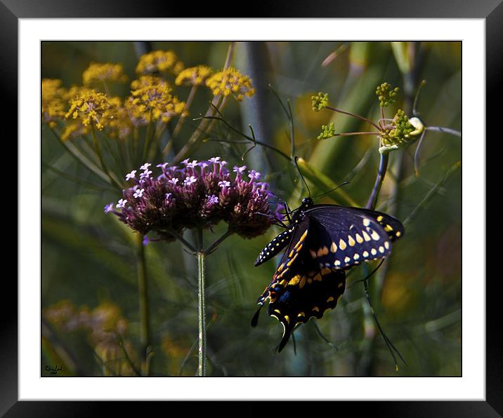 Butterfly Jungle Framed Mounted Print by Chris Lord