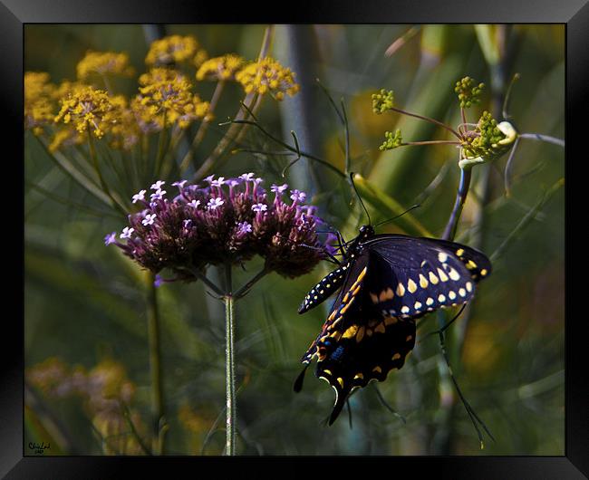 Butterfly Jungle Framed Print by Chris Lord