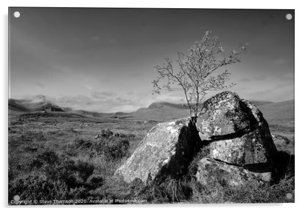 Lonely Tree at Glencoe Acrylic by Steve Thomson