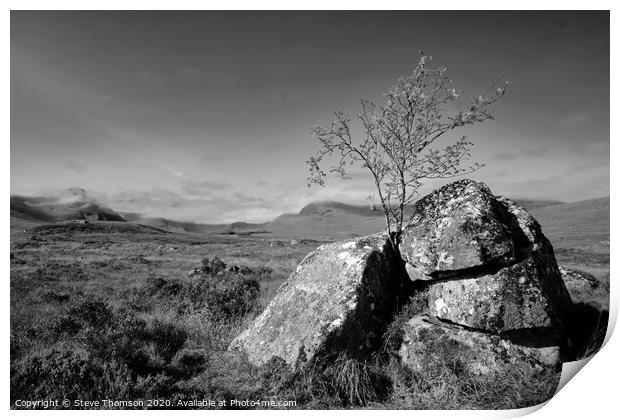 Lonely Tree at Glencoe Print by Steve Thomson