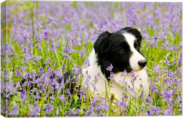 Border Collie bluebells. Canvas Print by Ashley Cooper