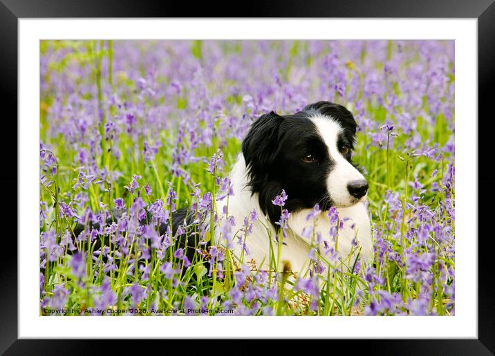 Border Collie bluebells. Framed Mounted Print by Ashley Cooper