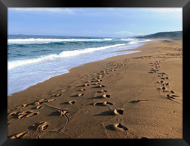 footsteps on a Durban beach Framed Print by Jay Rajdev