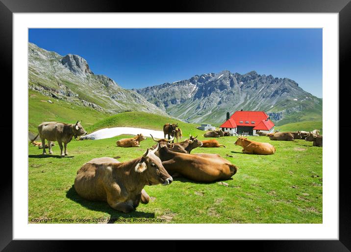 Picos de Europa cows. Framed Mounted Print by Ashley Cooper