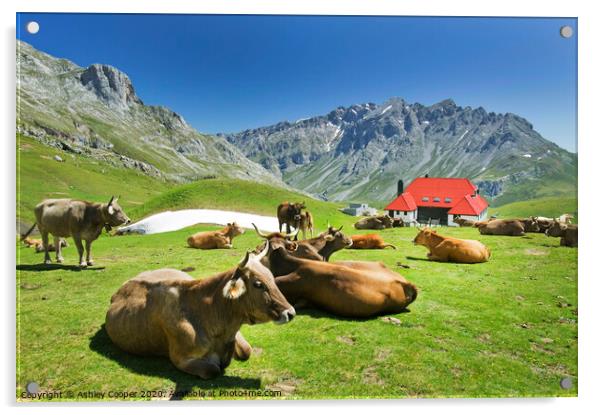 Picos de Europa cows. Acrylic by Ashley Cooper