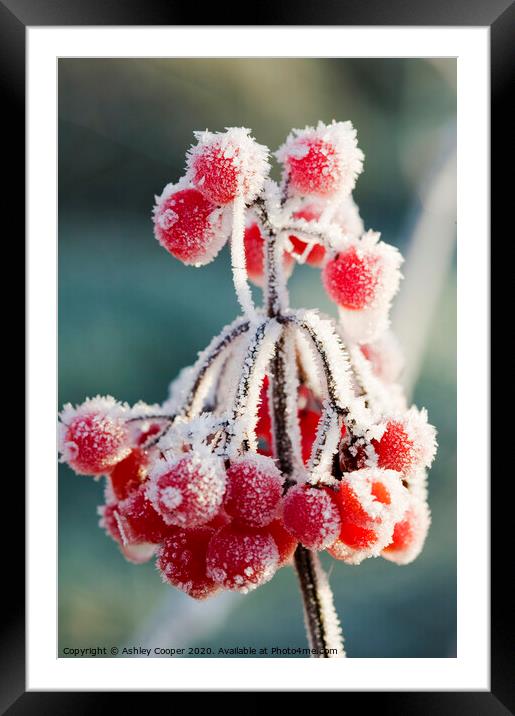 Frozen berries Framed Mounted Print by Ashley Cooper