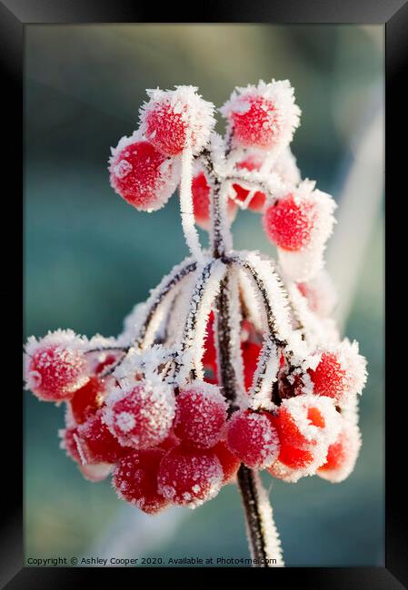 Frozen berries Framed Print by Ashley Cooper
