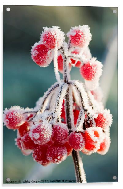 Frozen berries Acrylic by Ashley Cooper