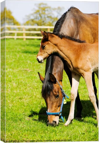 Mother and foal Canvas Print by Ashley Cooper