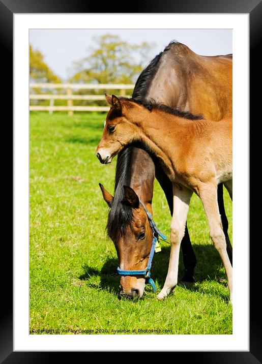 Mother and foal Framed Mounted Print by Ashley Cooper