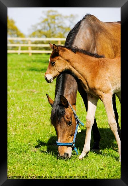 Mother and foal Framed Print by Ashley Cooper