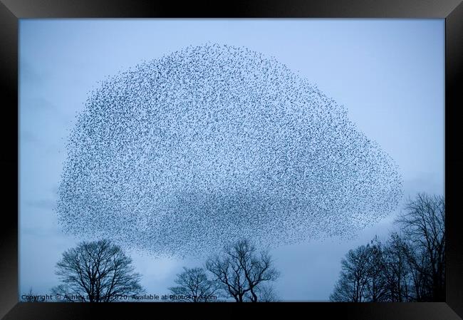 Starling murmeration Framed Print by Ashley Cooper