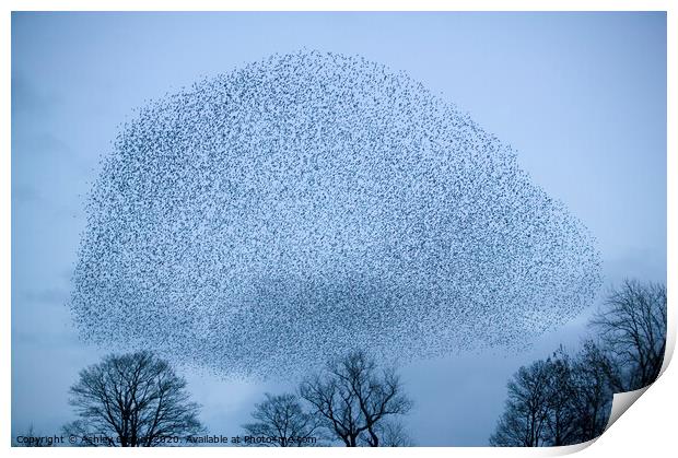 Starling murmeration Print by Ashley Cooper