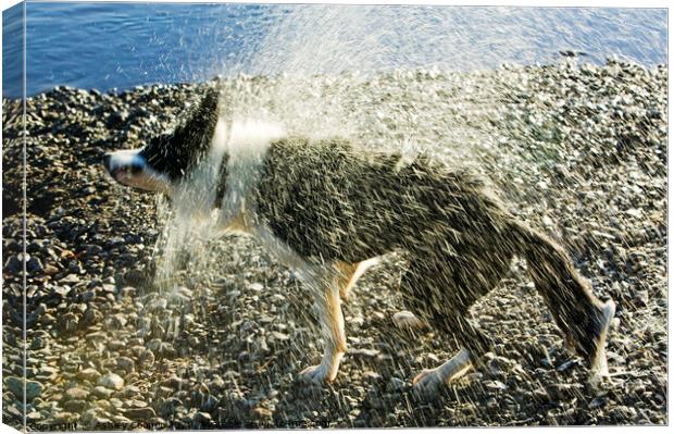 Border Collie shaking  Canvas Print by Ashley Cooper