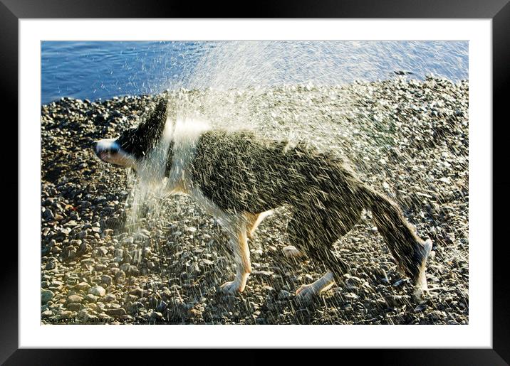 Border Collie shaking  Framed Mounted Print by Ashley Cooper