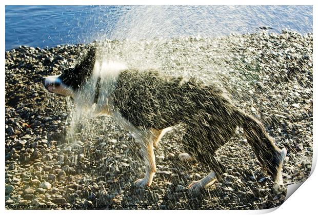 Border Collie shaking  Print by Ashley Cooper