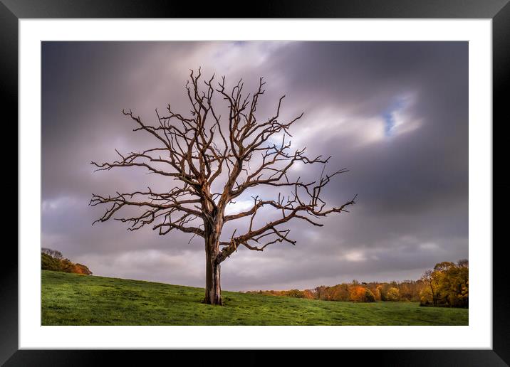 The Dead Tree in Autumn. Framed Mounted Print by Mark Jones