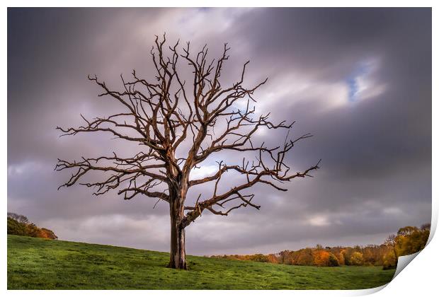 The Dead Tree in Autumn. Print by Mark Jones