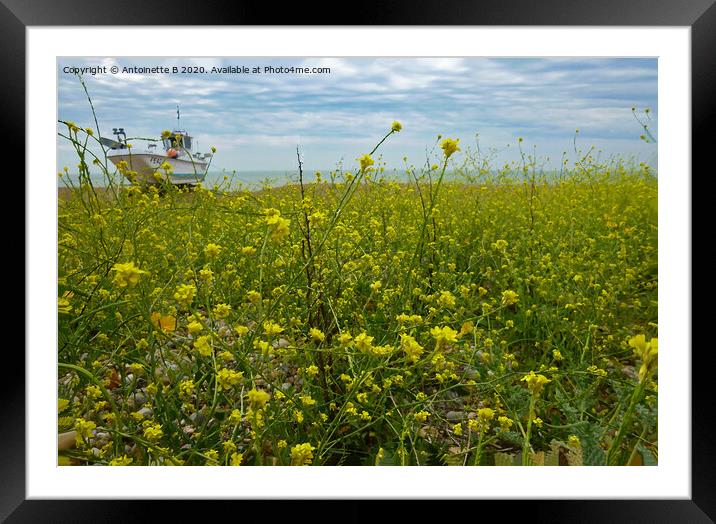 Wild rapeseed by the seashore  Framed Mounted Print by Antoinette B