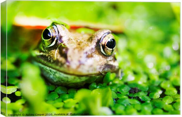 Frogs eyes. Canvas Print by Ashley Cooper