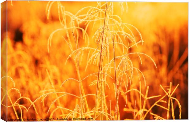 Grass glow. Canvas Print by Ashley Cooper