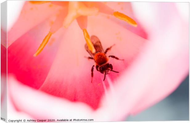 Tulip bee. Canvas Print by Ashley Cooper