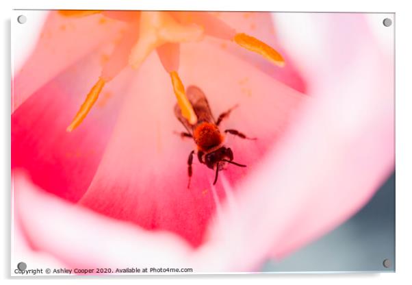 Tulip bee. Acrylic by Ashley Cooper
