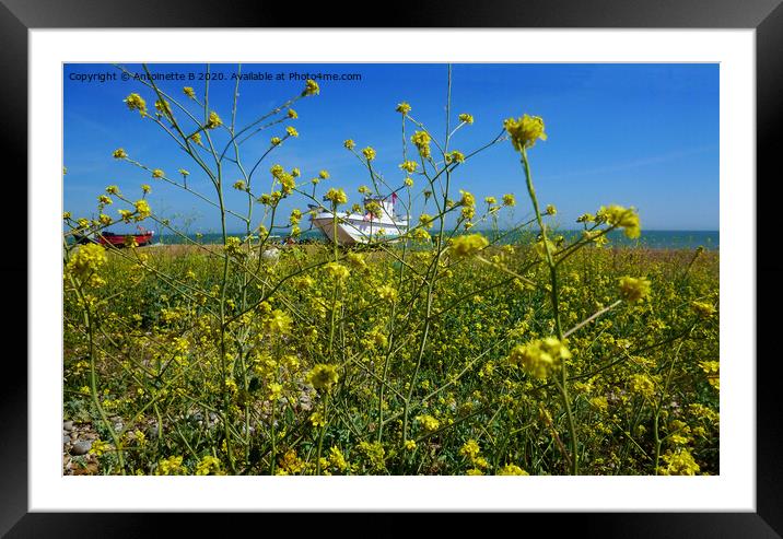 Wild rapeseed by the seashore @Hythe  Framed Mounted Print by Antoinette B