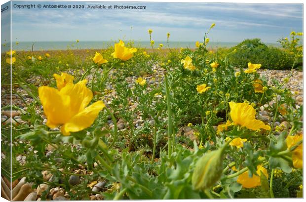 Yellow Horned Poppies  Canvas Print by Antoinette B