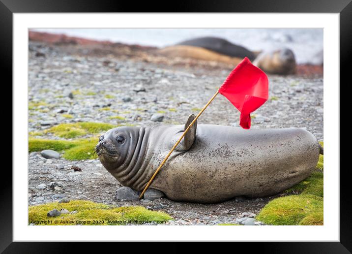 Waving seal. Framed Mounted Print by Ashley Cooper