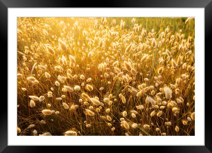 Grassy glow. Framed Mounted Print by Ashley Cooper