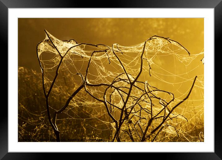 Spiders art. Framed Mounted Print by Ashley Cooper