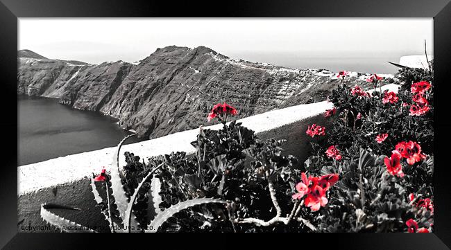red flowers at Santorini Framed Print by Alessandro Ricardo Uva