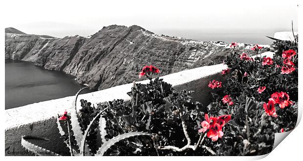 red flowers at Santorini Print by Alessandro Ricardo Uva