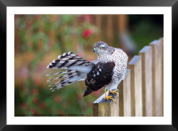Sparrowhawk. Framed Mounted Print by Ashley Cooper