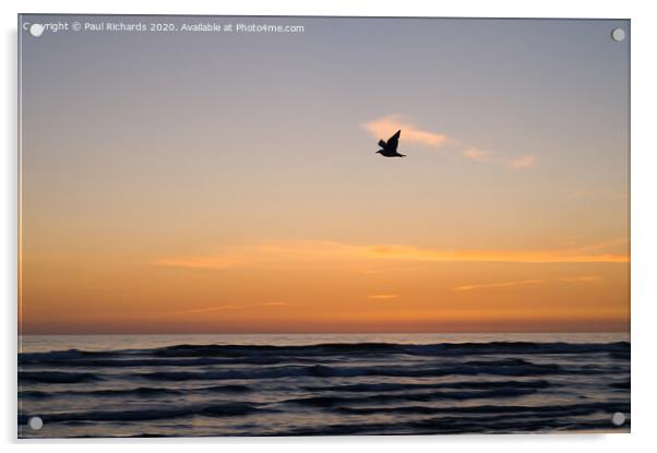 Bird and sunset Acrylic by Paul Richards
