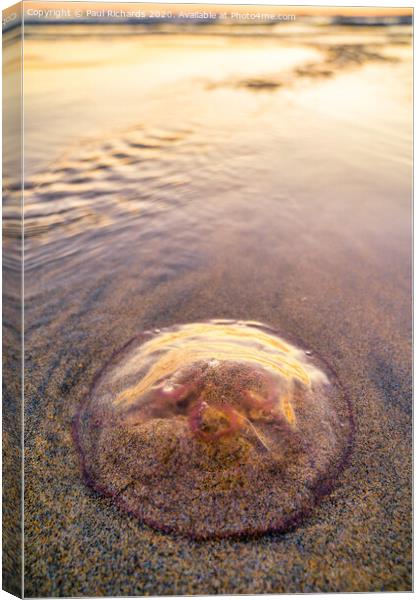 Jellyfish Canvas Print by Paul Richards