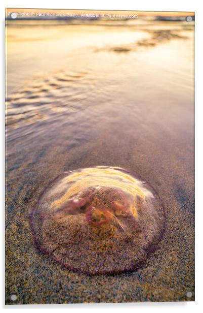 Jellyfish Acrylic by Paul Richards