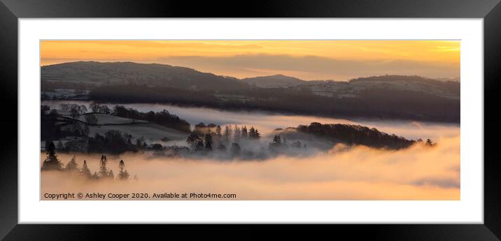 Glowing woodland. Framed Mounted Print by Ashley Cooper