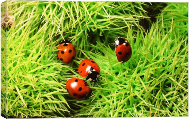 Ladybirds. Canvas Print by Ashley Cooper