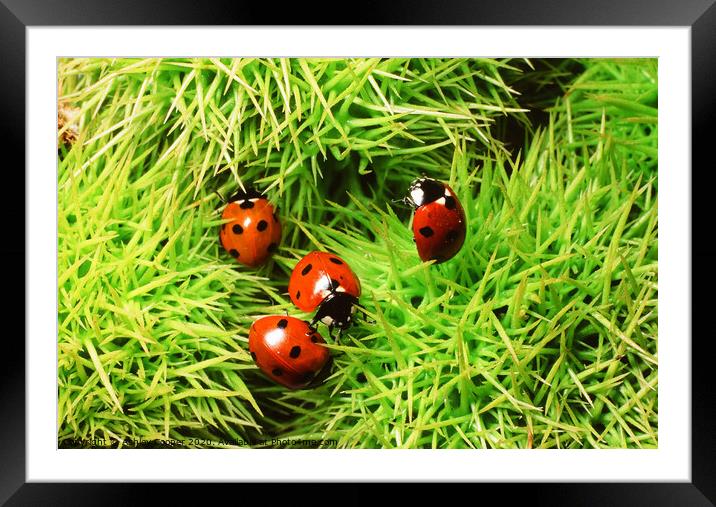 Ladybirds. Framed Mounted Print by Ashley Cooper