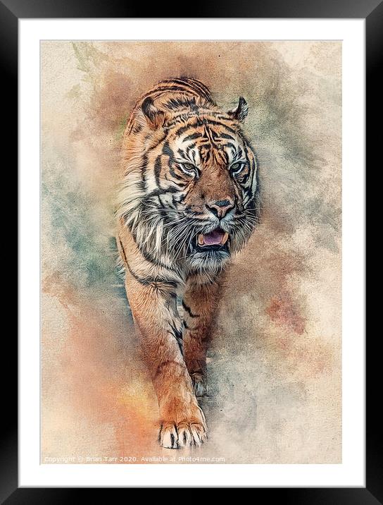 Fearless  Framed Mounted Print by Brian Tarr