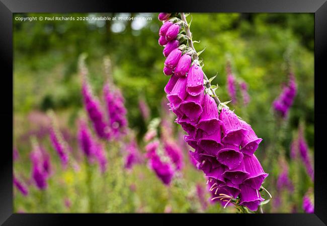 Foxglove Framed Print by Paul Richards