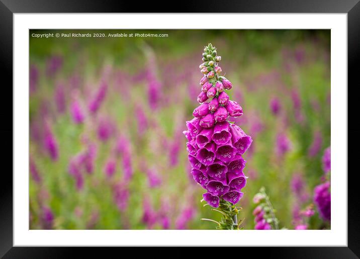 Foxglove Framed Mounted Print by Paul Richards
