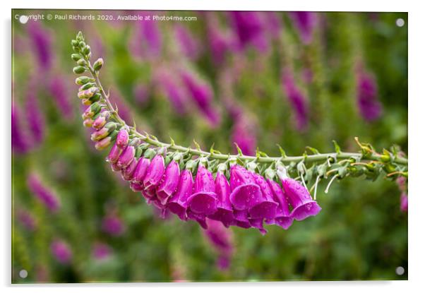 Foxglove Acrylic by Paul Richards