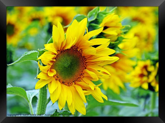 Sunflower beauty  Framed Print by Karen Noble