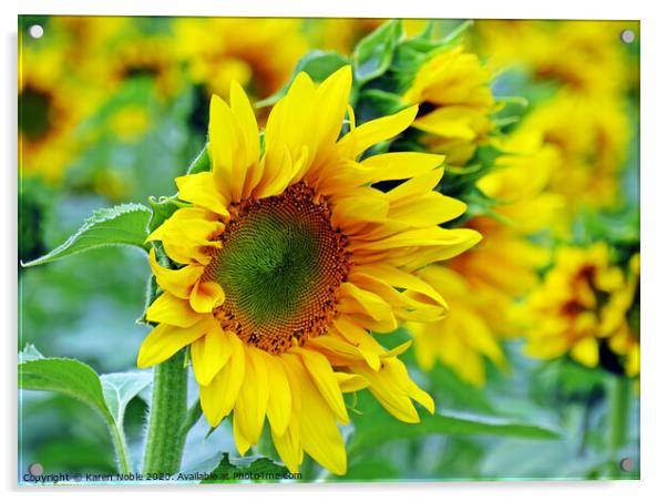 Sunflower beauty  Acrylic by Karen Noble