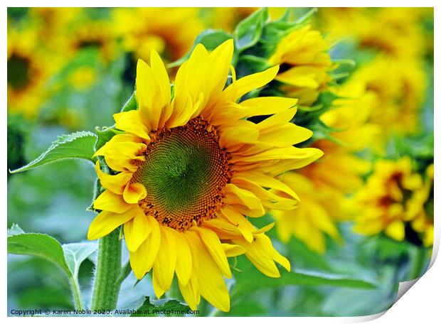 Sunflower beauty  Print by Karen Noble