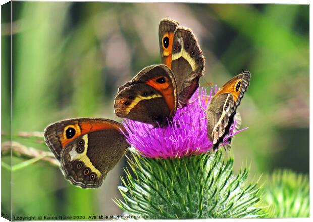 Butterflies Sharing a thistle in Spain,  beautiful Canvas Print by Karen Noble